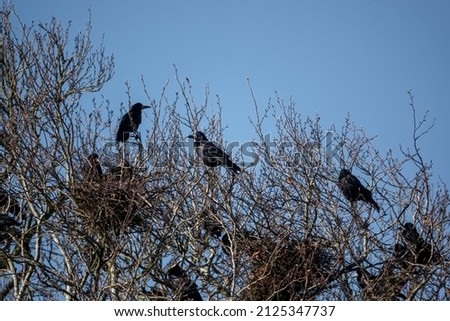 a parliament of rooks (Corvus frugilegus) resting in treetops, clear blue sky Royalty-Free Stock Photo #2125347737