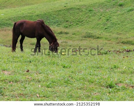 Horses graze on wide green pastures on mountain 