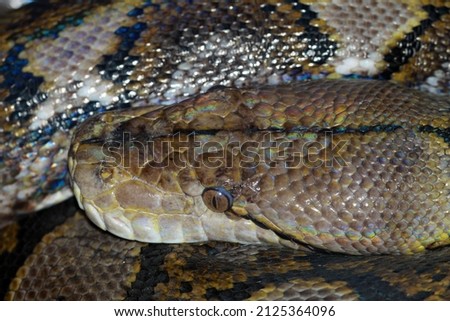 Reticulated python (Malayopython reticulatus) head