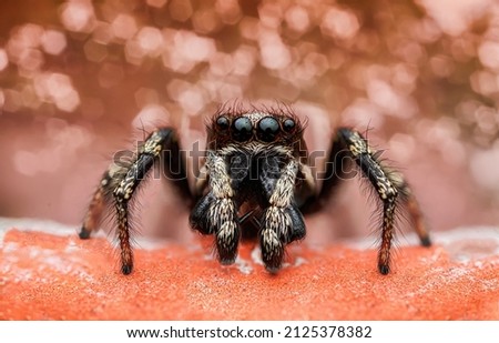 Excellent macro portrait of male Salticus scenicus with beautiful bokeh. 