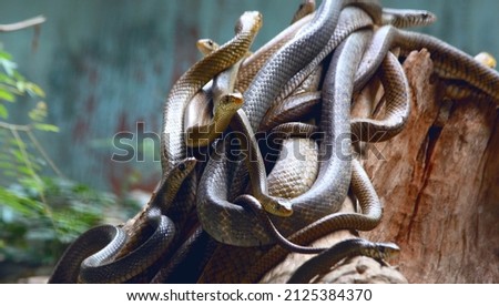 Group of Snakes from malambuzha snake park,kerala Royalty-Free Stock Photo #2125384370