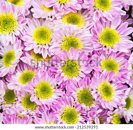 Lilac flowers with yellow center and green Royalty-Free Stock Photo #212539291