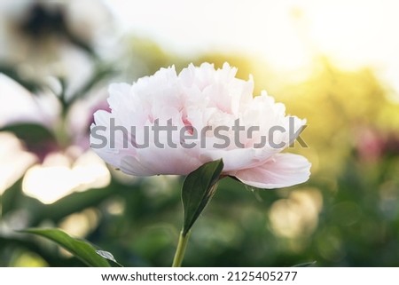 rose peony in a summer flower bed close-up