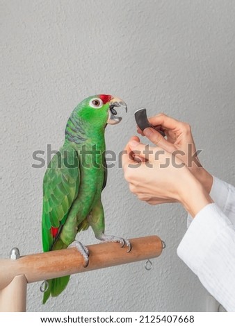 A veterinarian sharpens the beak of a large green parrot. Manicure for a big parrot. Professional veterinary care for parrots and domestic birds. Royalty-Free Stock Photo #2125407668