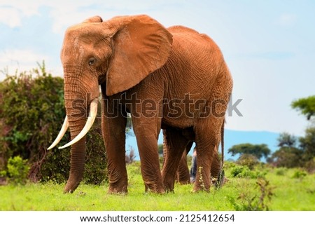 Africen elephant beatiful nature picture