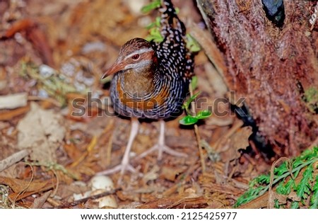 The buff-banded rail Hypotaenidia philippensis is a distinctively coloured, highly dispersive, medium-sized rail of the rail family, Rallidae.