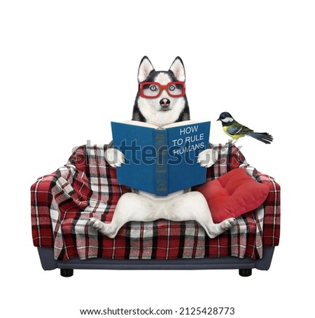 A dog husky in glasses reads a book on a checkered sofa. White background. Isolated.