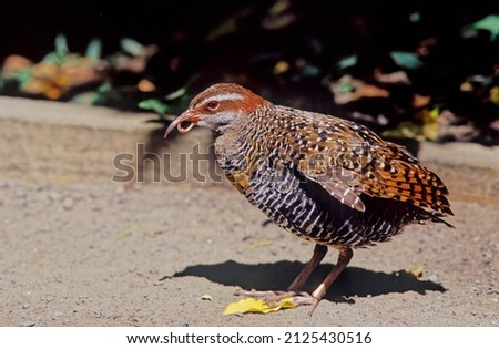 The buff-banded rail Hypotaenidia philippensis is a distinctively coloured, highly dispersive, medium-sized rail of the rail family, Rallidae.