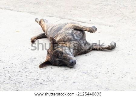 Tiger-striped dog is lying in the middle of a concrete road. Stray dog sleep on outside floor happily. In the morning in the middle of a road with no cars passing by. Concept pity animal.