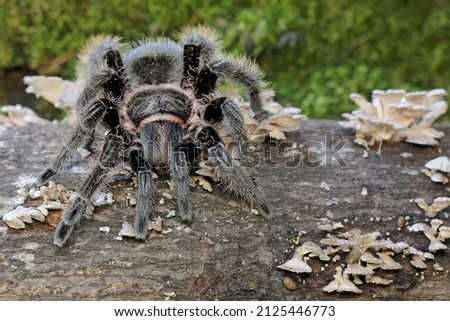 A black tarantula looking for prey in a collection of mushrooms growing on the rotting trunk of a mango tree. 