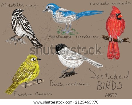 Vector set of North American birds with Latin ornithological names,hand-drawn on a vintage background.Page from a bird-watching sketchbook, trendy imitation of a pencil sketch in color,realistic style