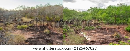 Caatinga landscape difference between the dry season and the rainy season - before and after pictures (Oeiras, Piaui state, Brazil) Royalty-Free Stock Photo #2125467827