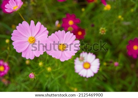 selective focus on pink cosmos flowers, flower background