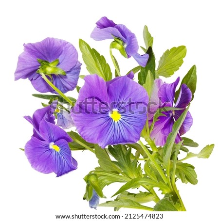 Isolated bouquet of purple pansy flowers on white background
