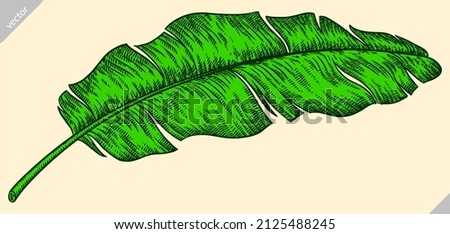 black and white engrave isolated palm leaf illustration