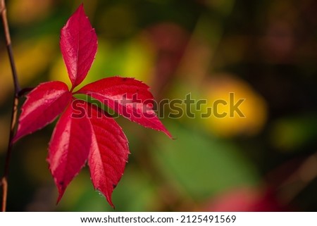 A red jagged leaf on a green yellow background. Golden Polish autumn.
