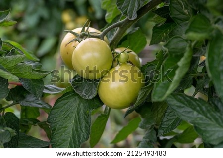 Ripe or immature tomato on a tomato tree in a field