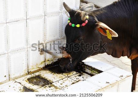 A thirsty cow Drinking water on tap