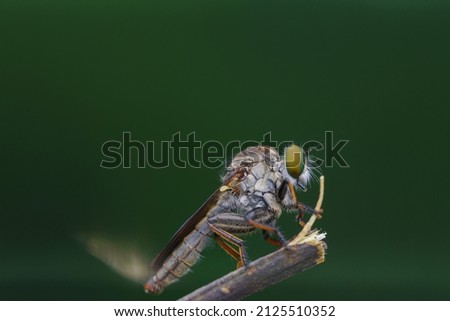 robberfly is eating,
insects are eating food
taken at close range (macro)