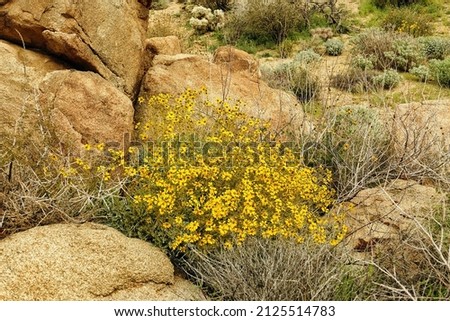 Yellow flowers of the brittlebush (Encelia farinosa), a desert plant in Joshua Tree National Park, Mojave Desert, California, USA
 Royalty-Free Stock Photo #2125514783