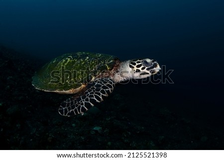 Hawksbill Turtle - Eretmochelys imbricata swims along coral reefs. Underwater world of Bali, Indonesia. Royalty-Free Stock Photo #2125521398