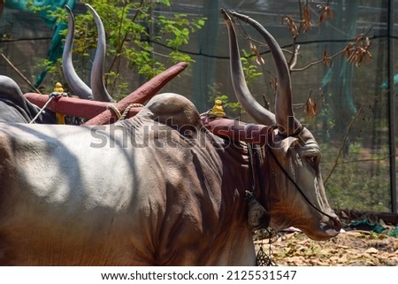 Stock photo of Indian breed bull with long horn statue or idol tied to the bull cart in the museum, It's represent Indian agricultural life and culture.Picture captured at Kanheri math , Kolhapur.