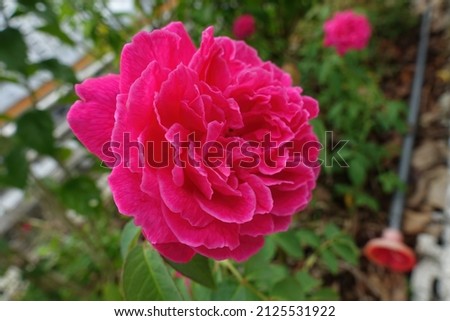 Close up of beautiful Damask rose in the garden, selective focus.