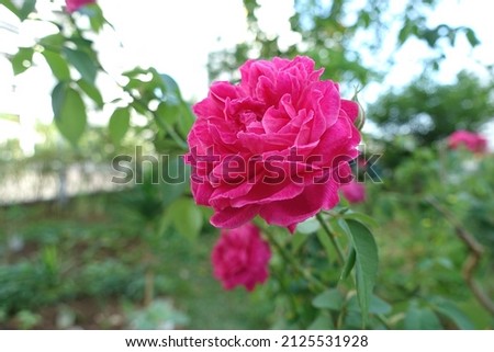 Close up of beautiful Damask rose in the garden, selective focus.