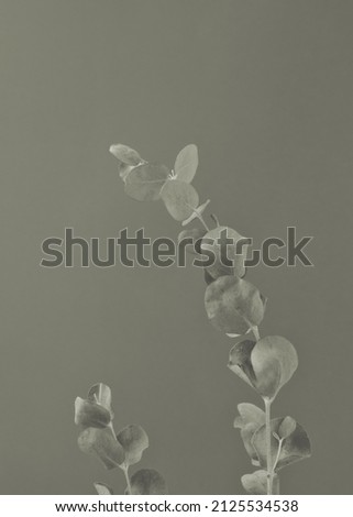 Natural eucalyptus stem leaves against green gray background. Front, vertical. Wall art style.