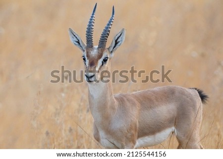 Gazelle looking after enemies an early morning in Serengeti, Tanzania Africa. Royalty-Free Stock Photo #2125544156