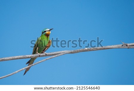 A merops persica or green bee eater