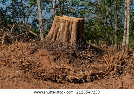 Dig  a tree  root  Fallen tree. Torn tree root. a torn tree with roots from under the ground lies on the ground in leaves. trees are getting brutally killed and torned apart trashing the roots, branch Royalty-Free Stock Photo #2125549259