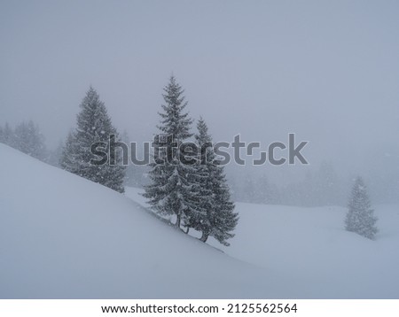 moody and foggy snow landscape, slope with some trees