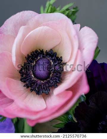 Pale pink anemone flower close up