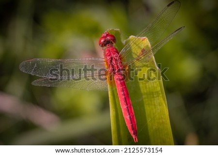 RED DRAGON(fly) on green grass