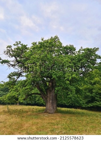 Secular oak forest in Europe 