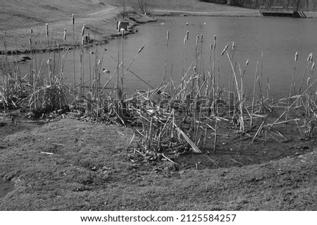 black and white picture of cat tails at a local park