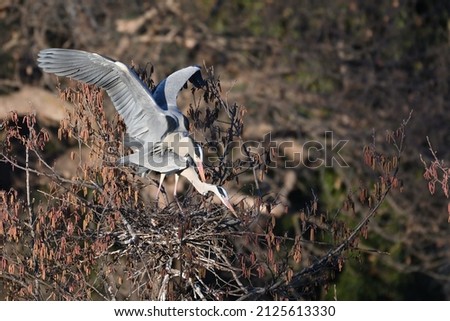 The grey heron (Ardea cinerea) is a long-legged wading bird of the heron family, Ardeidae, native throughout temperate Europe and Asia and also parts of Africa. A couple preparing the nest and mating.
