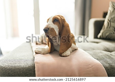 A basset dog at home lay on the sofa