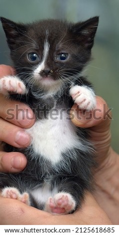 cute striped little black with white kitten in hands