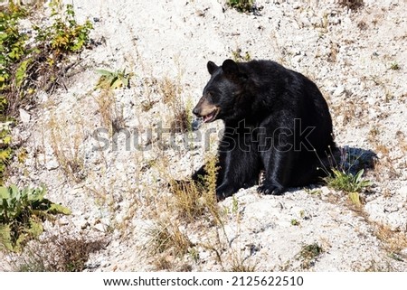 American black bear. Mammal and mammals. Land world and fauna. Wildlife and zoology. Nature and animal photography. Royalty-Free Stock Photo #2125622510