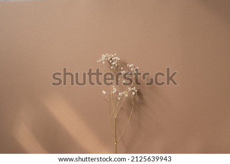 Beautiful gypsophila or baby's breath flowers on beige background, flat lay. Space for text. Dried flowers isolated on beige background. Royalty-Free Stock Photo #2125639943