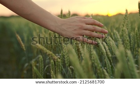 Woman farmer walks through a wheat field at sunset, touching green ears of wheat with his hands. Hand farmer is touching ears of wheat on field in sun, inspecting her harvest. Agricultural business. Royalty-Free Stock Photo #2125681700