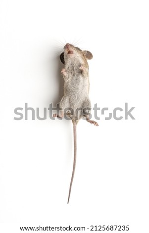 mouse dead isolated on white background. object picture for graphic designer