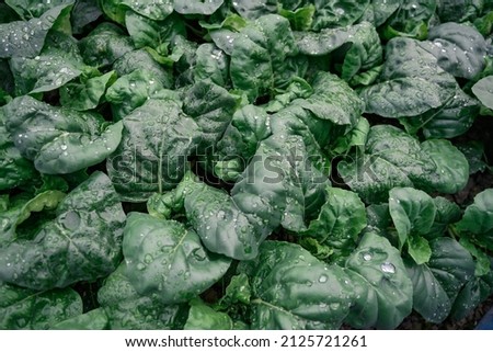 The background of green vegetables in the field on a rainy day