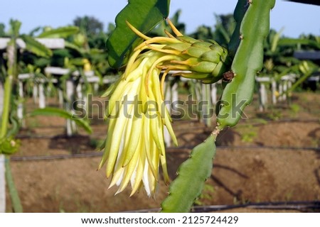 Dragon fruit in flower condition close up image for background 