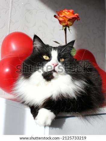 A black and white cat with shiny fur sits on a white camode, a rose in a vase, red balls in the shape of a heart on the background