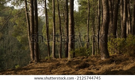 Light at sunrise in pine forest. Panoramic photography. In Sierra de Gredos Natural Park. In Ávila, Spain
