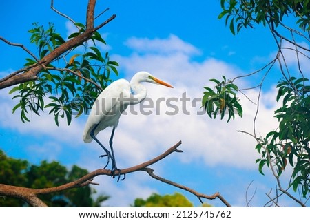 A Closeup shot of a beautiful great egret - white heron in Poovar Backwater, Kerala, India Royalty-Free Stock Photo #2125745762