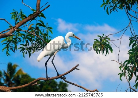 A Closeup shot of a beautiful great egret - white heron in Poovar Backwater, Kerala, India Royalty-Free Stock Photo #2125745765